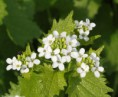 /album/my-local-birding-gallery/hedge-mustard-jpg/